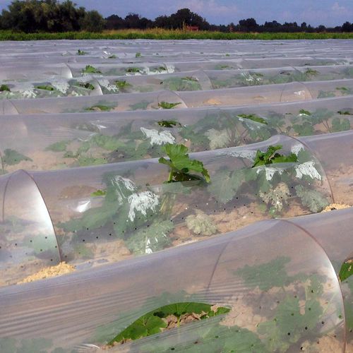 Film para el cultivo forzado - daiosplastics - de polietileno / efecto térmico / transparente