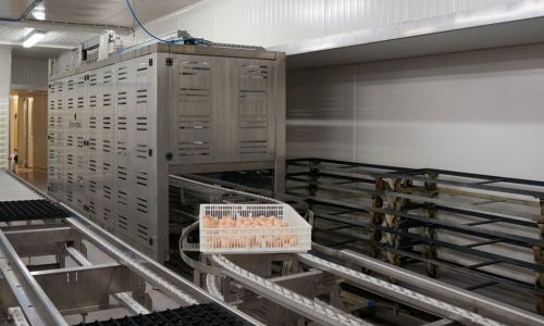 Sistema de transferencia de huevos huevo de consumo - Transfer de(stacker) - ME International Installation GmbH - automático