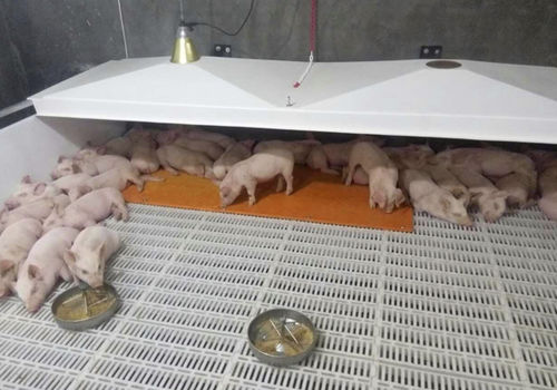 Estera de plástico - Qingdao Deba Brother Machinery Co.,Ltd - para la ganadería porcina / calefactado