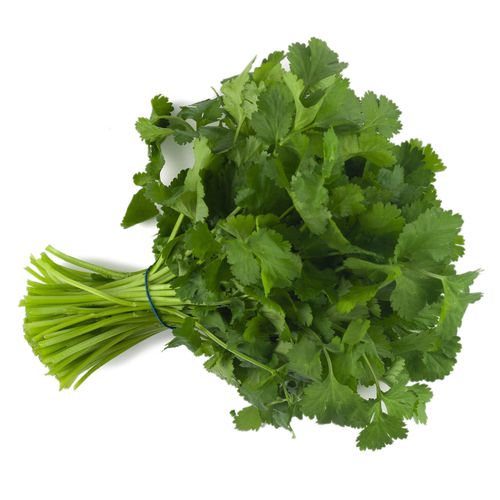Semilla de cilantro tardía - CN CORI 6003 - CN Seeds Ltd - resistente al crecimiento de los tallos