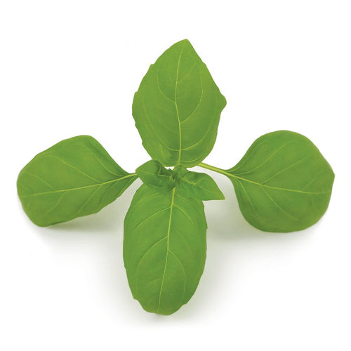 Semilla de albahaca resitente al oídio - Devotion DMR - CN Seeds Ltd