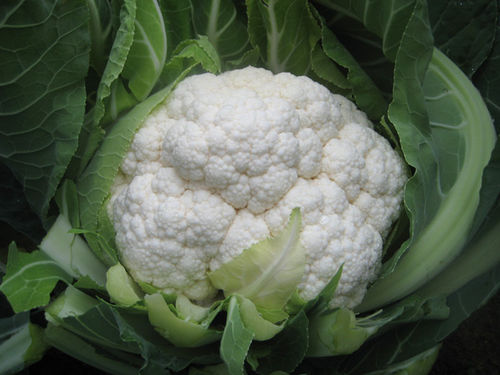 Semilla de coliflor semiprecoz - Fiero F1 - CORA SEEDS srl - anual / de otoño