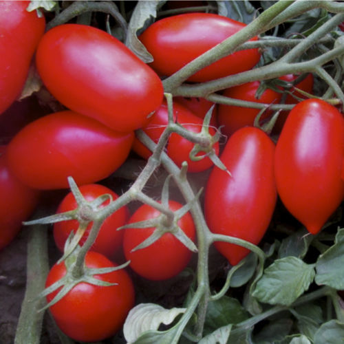 Semilla de tomate roja - Cavaliere Rosso F1 - CORA SEEDS srl - semitardía / resitente al oídio / resistente al mosaico