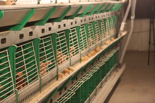 Sistema de cría de pollos - CR series - ZUCAMI POULTRY EQUIPMENT S.L.U