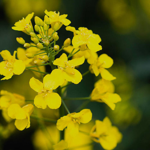 Semilla de colza resistente al amarilleo enanizante - Limagrain Europe - híbrida