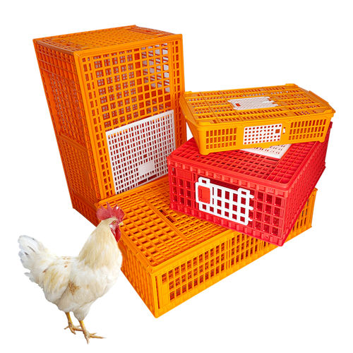 Cajón de transporte para pavos - Cangzhou Phoenix Breeding Equipment Co., Ltd. - para pollos / para codornices
