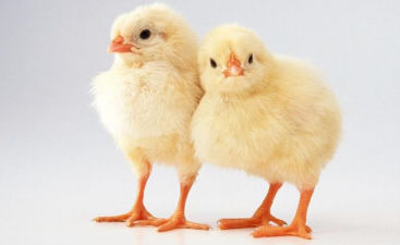 Complemento alimenticio para animales - Extra Bro-Mix - Extrafarm Albania - para aves de corral / de vitaminas / de minerales