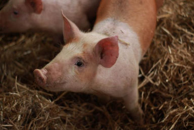 Complemento alimenticio para cochinillos - Extra Piglet Mix - Extrafarm Albania - para animales / de vitaminas / de minerales