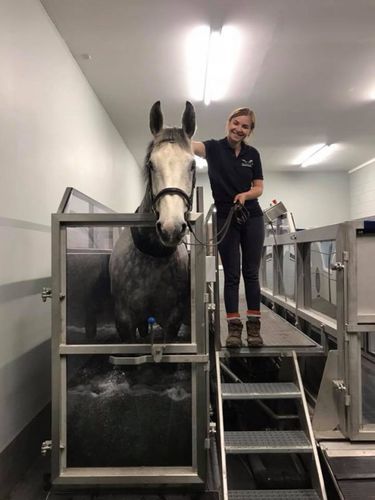 Spa para caballos de agua fría - FMBs Therapy Systems - de acero inoxidable