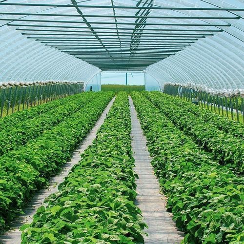 Invernadero de túnel - Economic  - Resif Greenhouse Technologies - de plástico