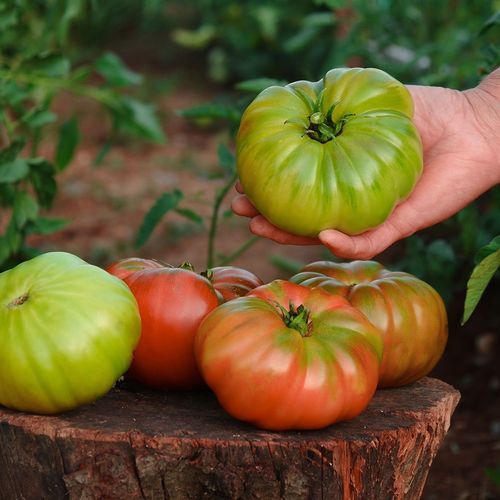 Semilla de tomate roja - DİLİMHAN - Manier Seeds - semiprecoz / para cultivo de invernadero