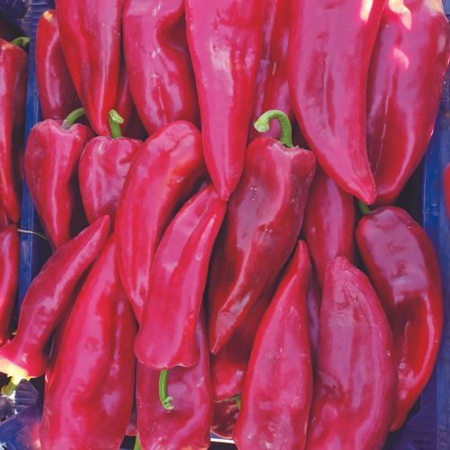Semilla de pimiento roja - MRP 8006 - Manier Seeds - verde
