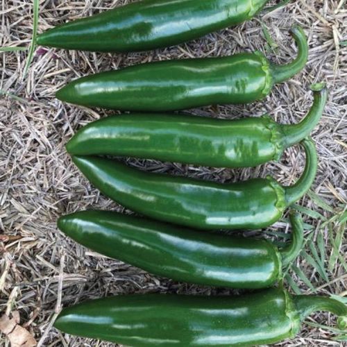 Semilla de pimiento para cultivo de invernadero - MRP 1295 - Manier Seeds - roja / verde