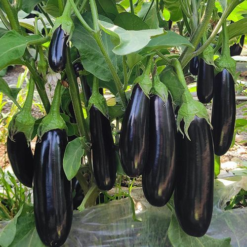 Semilla de berenjena precoz - SİMYA - Manier Seeds - para cultivo de invernadero / cilíndrica