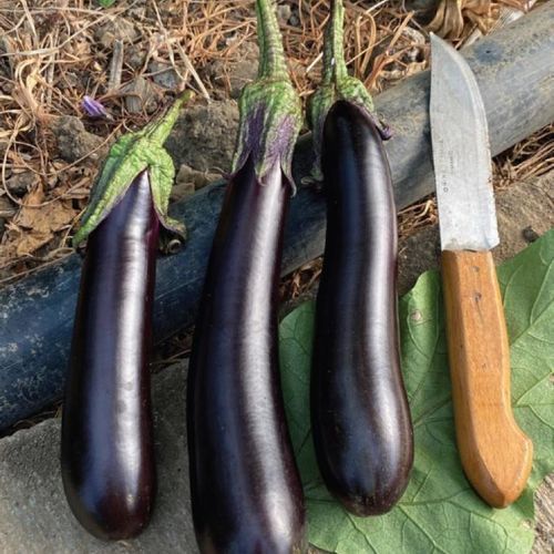 Semilla de berenjena para cultivo de invernadero - MRE 2017 - Manier Seeds - cilíndrica