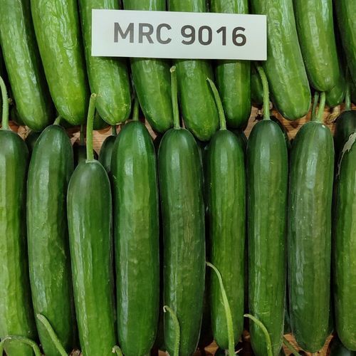 Semilla de pepino verde - CAMLICA - Manier Seeds