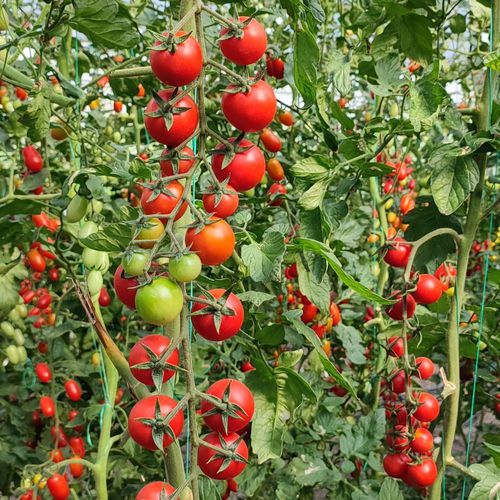 Semilla de tomate roja - OSAGE - Manier Seeds - semiprecoz / redonda