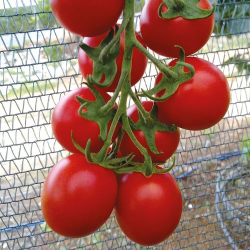 Semilla de tomate roja - SEMBOL - Manier Seeds