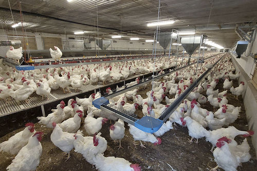 Sistema automático de distribución de alimentos de canal - Konvey - POTTERS POULTRY LTD - de cadena / de banda / para aves de corral