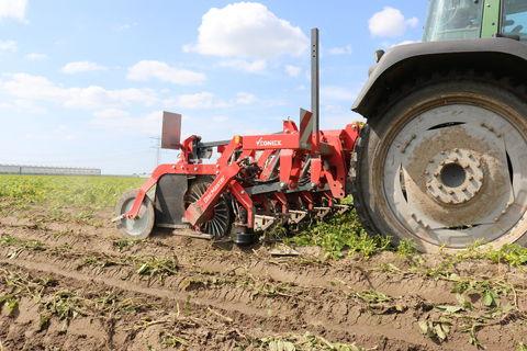 Trituradora de hojas secas de patatas - DiscMaster - Vegniek BV - 4 hileras / con enganche en tres puntos