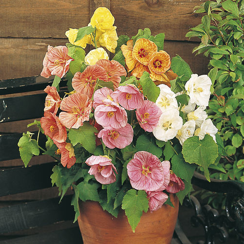 Semilla de flor anual - BELLA - Graines Voltz - Voltz Horticulture - mezcla de colores / para macizo / para maceta