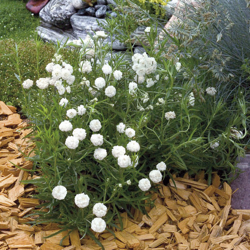Semilla de flor blanca - NOBLESSA  - Graines Voltz - Voltz Horticulture - para macizo / para corte / para maceta