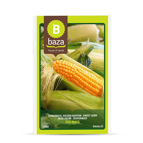 Semilla de maíz - 7380 - BAZA Seeds Holland b.v.