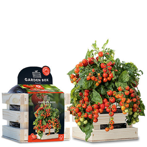 Semilla de tomate cherry roja - HEARTBREAKERS VITA F1 - BAZA Seeds Holland b.v. - biológica / en bolsa / híbrida