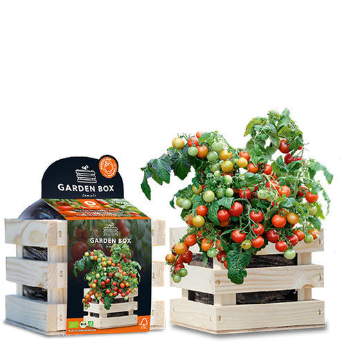 Semilla de tomate cherry roja - KORALIK - BAZA Seeds Holland b.v. - biológica / en bolsa
