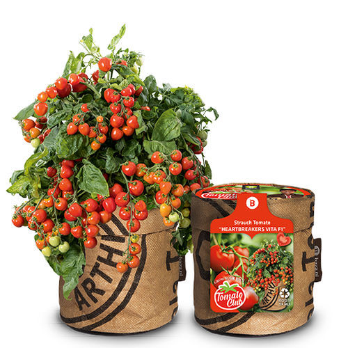 Semilla de tomate cherry roja - HEARTBREAKERS - BAZA Seeds Holland b.v. - amarilla