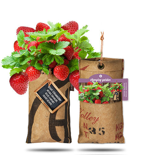 Semilla de fresa roja - 18027052 - BAZA Seeds Holland b.v. - biológica