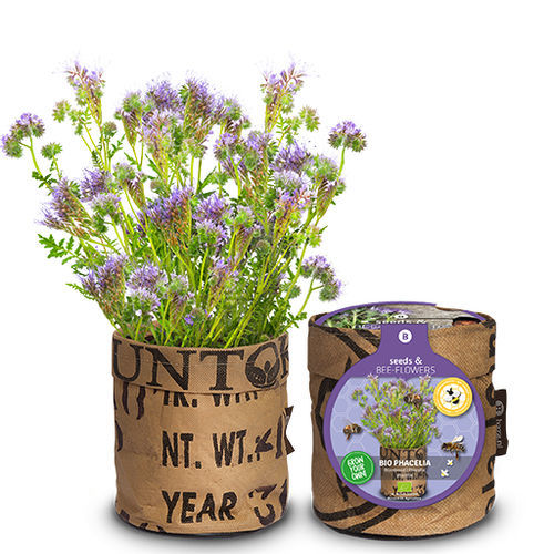 Semilla de flor anual - 18027393 - BAZA Seeds Holland b.v. - violeta / para jardín / biológica