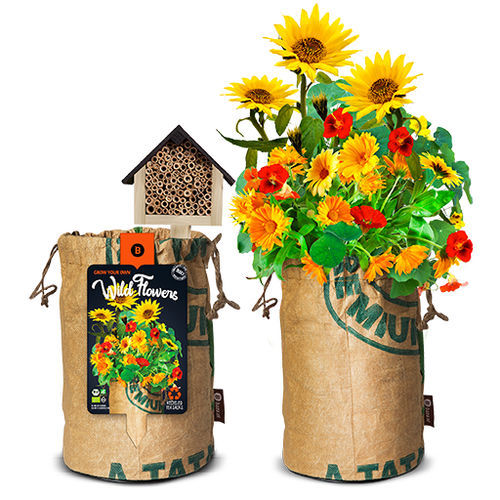 Semilla de flor flor salvaje - 18027521 - BAZA Seeds Holland b.v. - mezcla de colores / naranja / para jardín