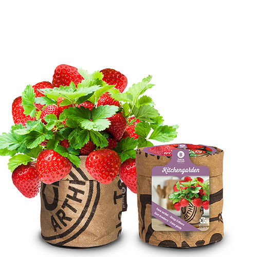 Semilla de fresa roja - 18027050 - BAZA Seeds Holland b.v.