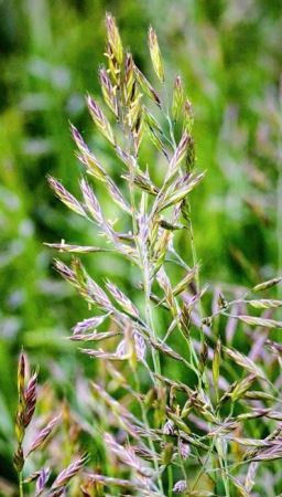 Forraje de festuca - ZULU - SEED SERVICE s.r.o. - alternativo a la maleza / estructuración del suelo / para la alimentación animal
