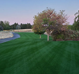 Semilla de césped - Perennial Ryegrass CARLEVE - SEED SERVICE s.r.o.