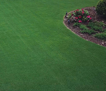 Semilla de césped - Strong Creeping Fescue KENT - SEED SERVICE s.r.o.
