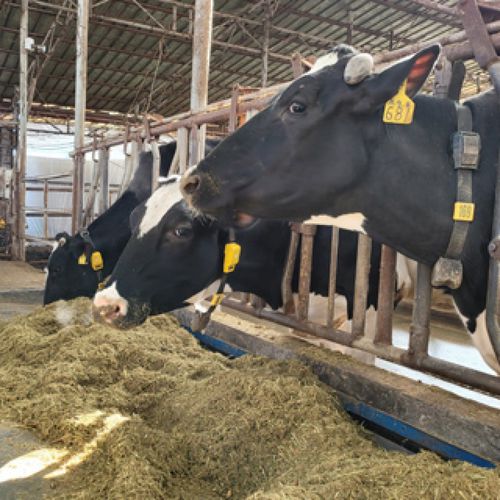 Detector de estros para vacas - DAWOON Co., Ltd