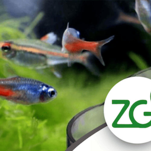 Aditivo alimentario para peces - Zeofish - Green Zeolite Company - seco