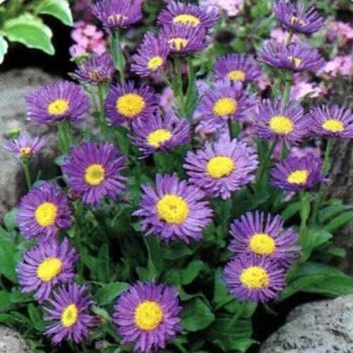 Plantón floral perenne - DUNKLE SCHÖNE - BOWECO VOF - violeta / para jardín