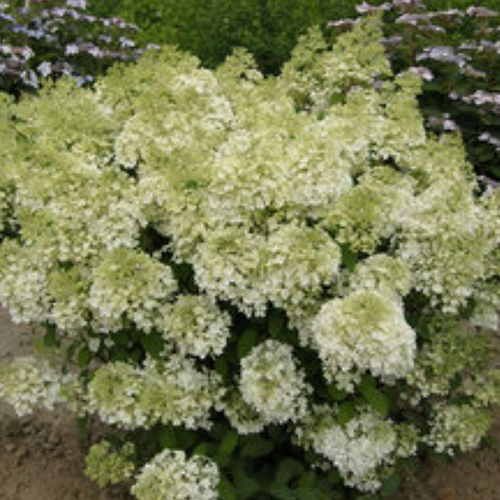 Arbusto con flor para macizo - BOBO® - BOWECO VOF