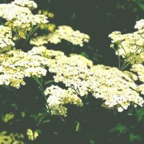 Plantón floral perenne - HOFFNUNG - BOWECO VOF - amarillo / para macizo / para jardín