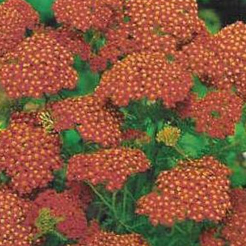 Plantón floral perenne - PAPRIKA - BOWECO VOF - rojo / amarillo / para jardín