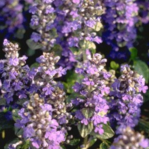 Plantón floral perenne - AJREPTAN - BOWECO VOF - azul / verde / violeta