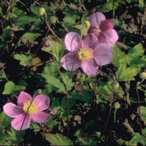 Plantón floral perenne - PRAECOX - BOWECO VOF - rosa / para jardín
