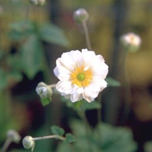 Plantón floral perenne - WHIRLWIND - BOWECO VOF - blanco / para jardín / para macizo