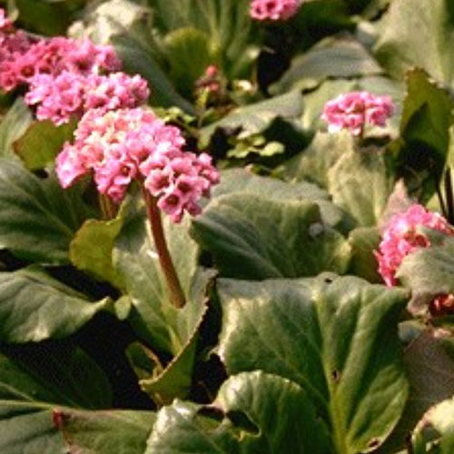 Plantón floral perenne - BECORDIF - BOWECO VOF - rosa / para jardín