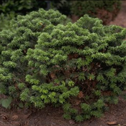 Árbol de madera dura - NANA - BOWECO VOF