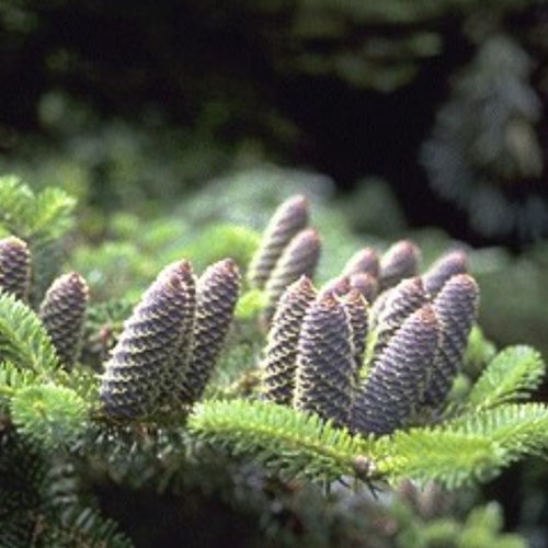 Árbol resinosos - ABKOREAN - BOWECO VOF