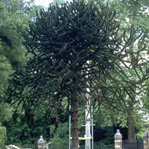 Árbol resinosos - ARARAUCA - BOWECO VOF